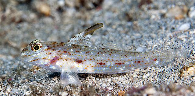  Fusigobius melacron (Blacktip Sand Goby)